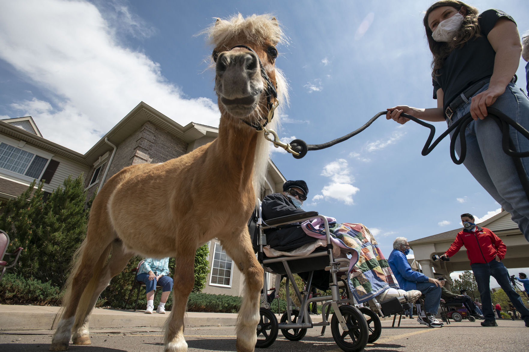 053020-news-minihorses 09.jpg